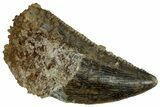 Serrated, Raptor Tooth - Real Dinosaur Tooth #295934-1